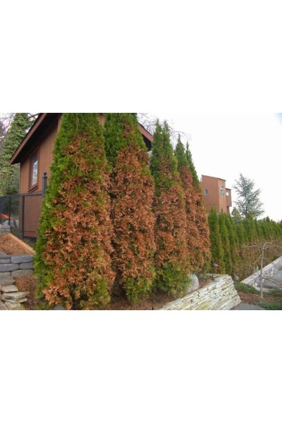 "YARA" осіннє для хвойних і вічнозелених рослин, 1 кг